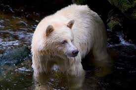 bear