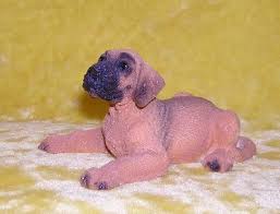 puppy great dane