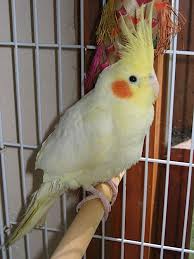 cockatiel