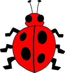 animated ladybugs