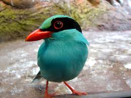 colorful birds photos