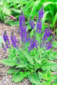 Maynight Salvia