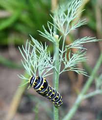 black swallowtail caterpillar