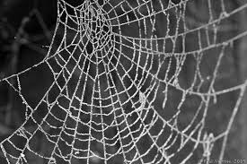 spider webs