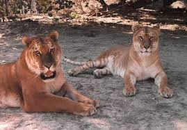 tigon pictures