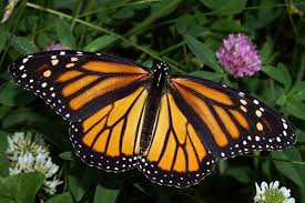 monarch butterfly photos