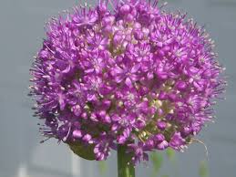 purple flowers list