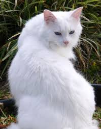 white cat picture