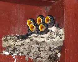 pictures wild baby birds