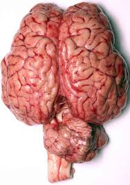 human brain image