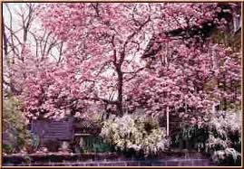 pictures tulip tree