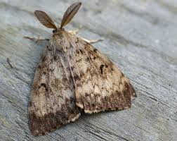 gypsy moth pictures