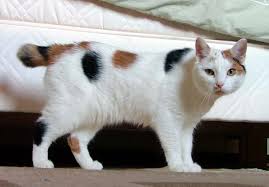 tiny cat breeds