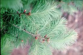pictures douglas fir trees