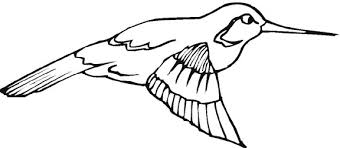 printable hummingbird pictures
