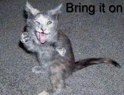 funny pictures of animals