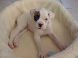 white boxer images