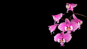 orchid wallpaper