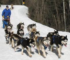 siberian husky sled dogs