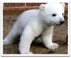 bear