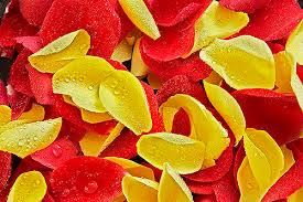 yellow rose petals