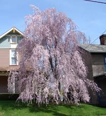 weeping higan cherry