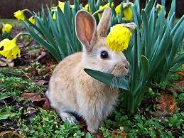 bunneytoo