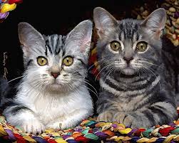 kitties