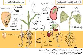 الزهور الموسميه وطرق الاعتناء بها Seed-parts