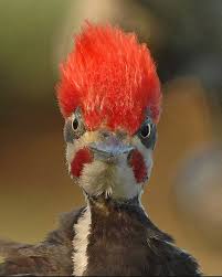 pileated woodpecker photo