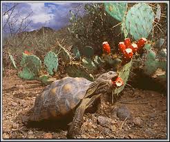 desert ecosystem