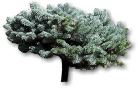 pictures dwarf evergreens