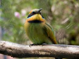 small birds pictures