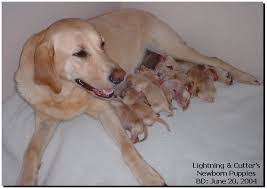 newborn puppies