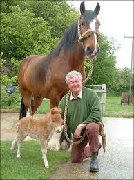 shire horse
