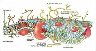 membrane