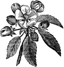 apple blossom clip art