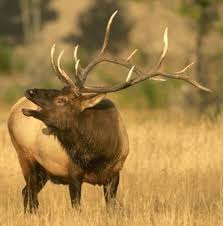 Elk