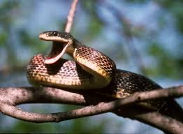 rat snake photos