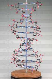 how to make a dna model