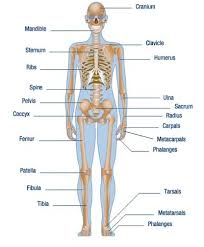 human body parts