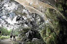 spider webs
