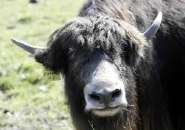 Yak