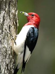 pictures woodpeckers