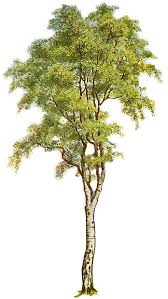 pictures birch tree