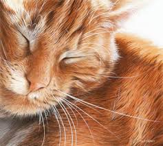 ginger_.jpg