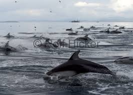 pacific white sided dolphin pictures