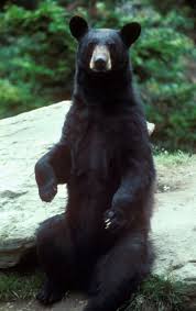 bear