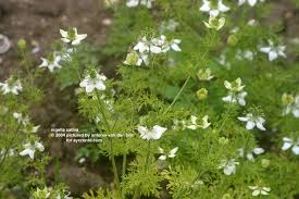 Bimet,pararendeset per kurimin e shume semundjeve. Nigella_sativa3