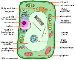 $$plant cell$